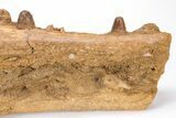 Cretaceous Crocodile Jaw with Composite Teeth - Morocco #61487-5